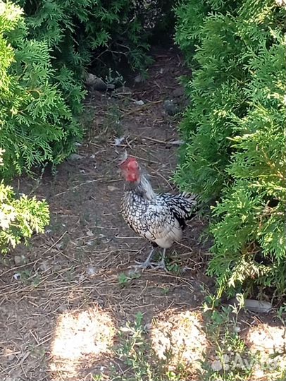 Петух и фазанята