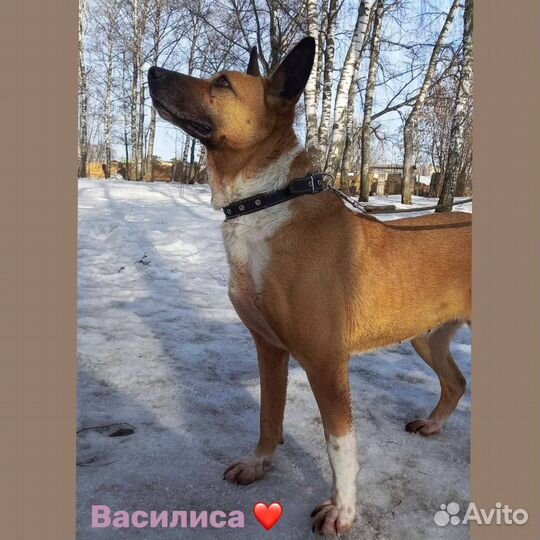 Василисе нужен дом