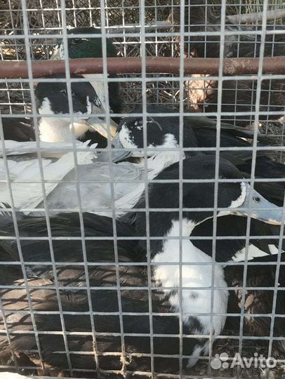 Самцы Утаков