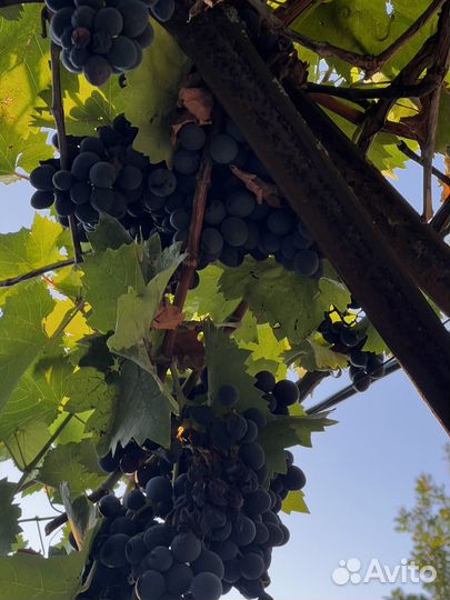 Винный виноград