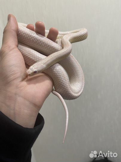 Белый полоз змея для новичка