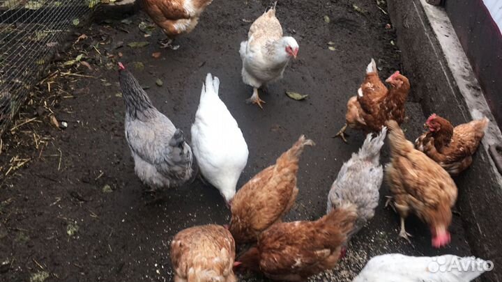 Куры несушки