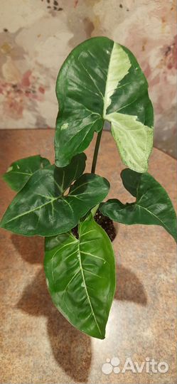 Сингониумы