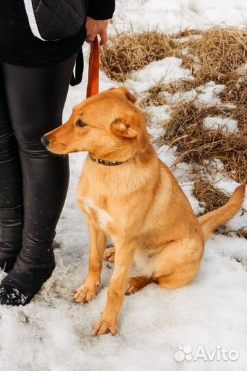 Собака в добрые руки