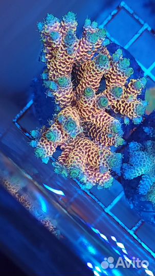 Морские Кораллы для аквариума