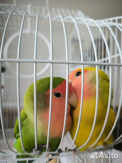 Попугаи неразлучники с клеткой
