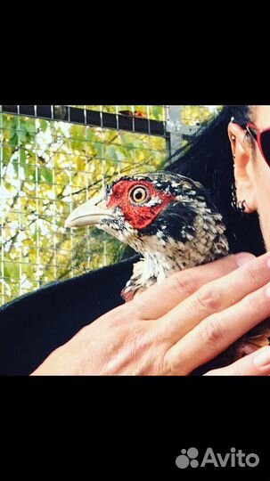 Фазан Охотничий