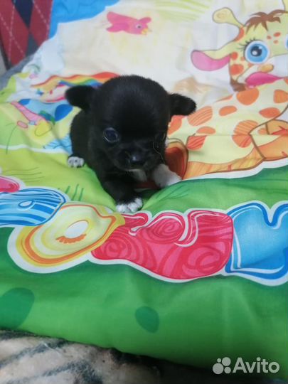 Щенки мини чихуахуа