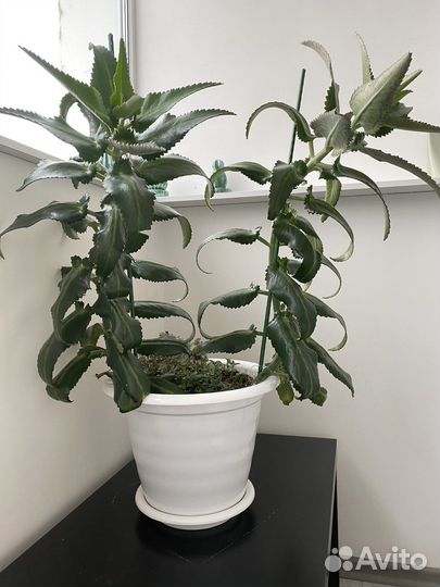 Каланхое лечебное (живородящее)