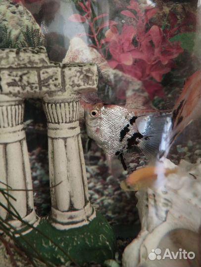 Скалярии кои