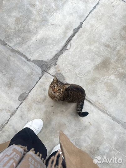 Передержка кошек