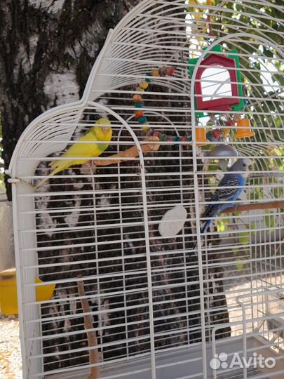 Волнистый попугай самка