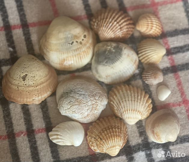 Морские ракушки