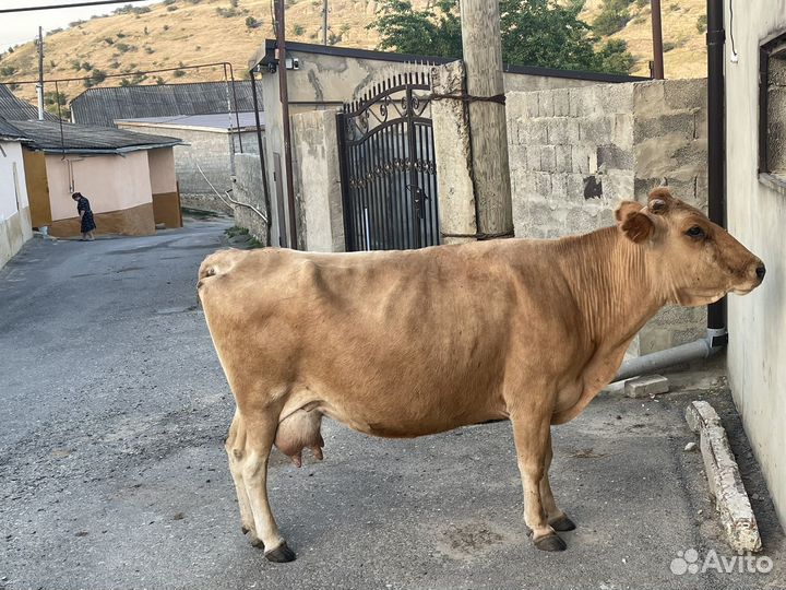Корова дойная,отел 7 раз,остальные вопросы по тел