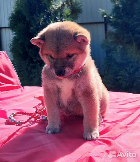 Собаки сиба ину щенки