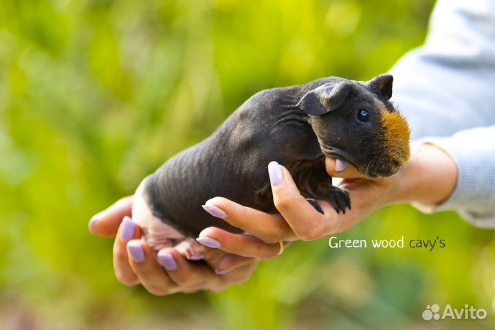 Морская свинка Скинни