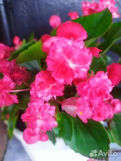 Бегония вечноцветущий, махровый