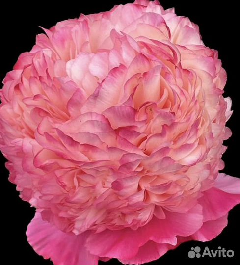 Пион Coral Pom Pom-Пион Корал Пом Пом