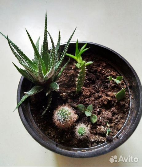 Суккуленты (микс)