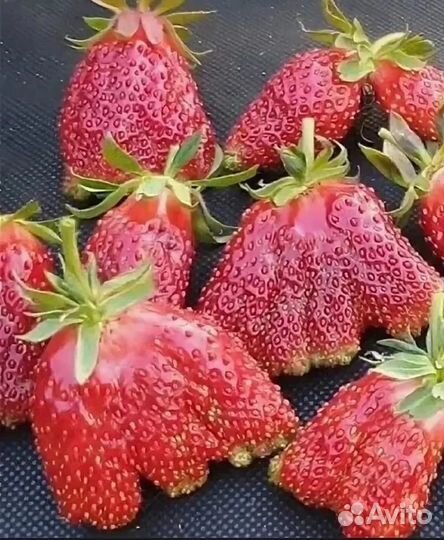 Саженцы клубники