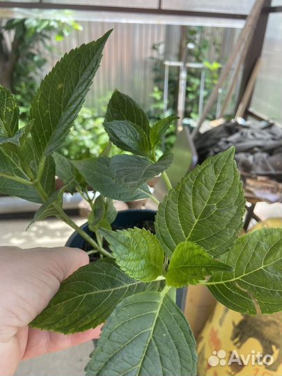 Комнатные цветы