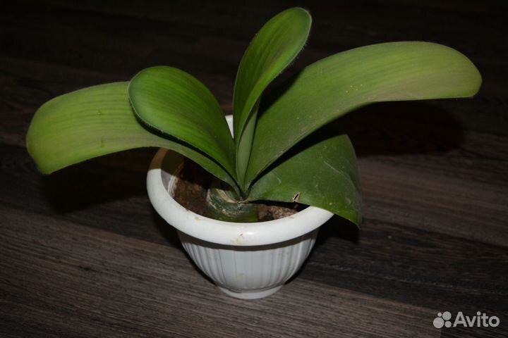 Комнатный цветок в горшке