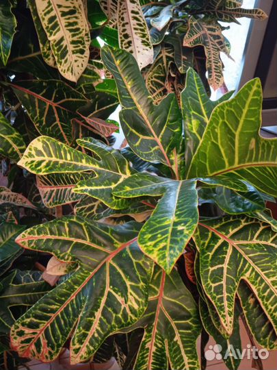 Кодиеум кротон пёстрый