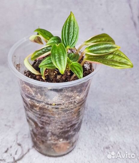 Комнатные растения алоказия, пеперомия прострата