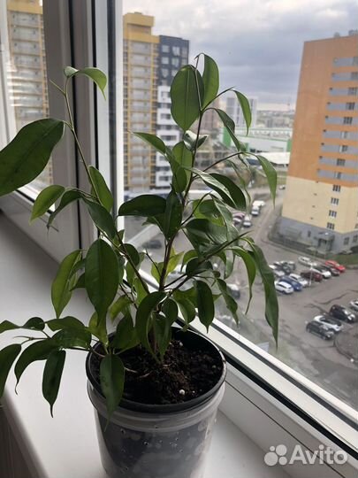 Фикус бенджамина