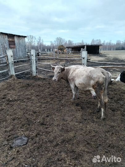 Корова дойная