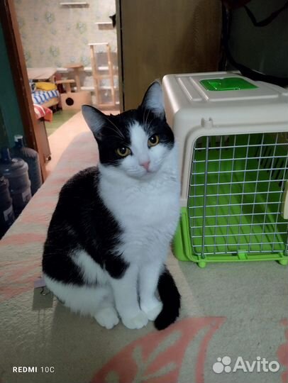 Кошки бесплатно