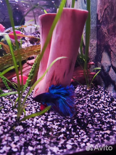 Аквариум 150 л. Плюс допы. Красивые рыбки