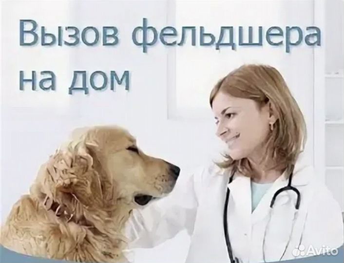 Ветеринарный фельдшер на дом