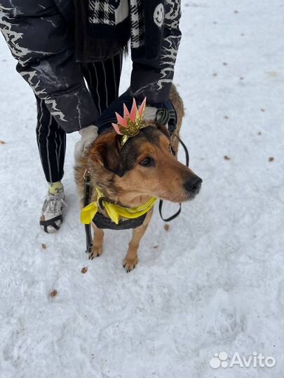 Добрейший пёс нуждается в доме