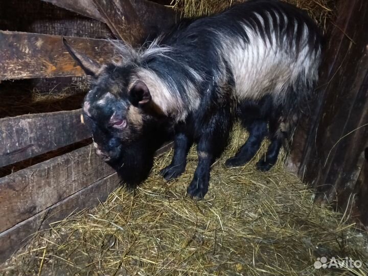 Продам козла