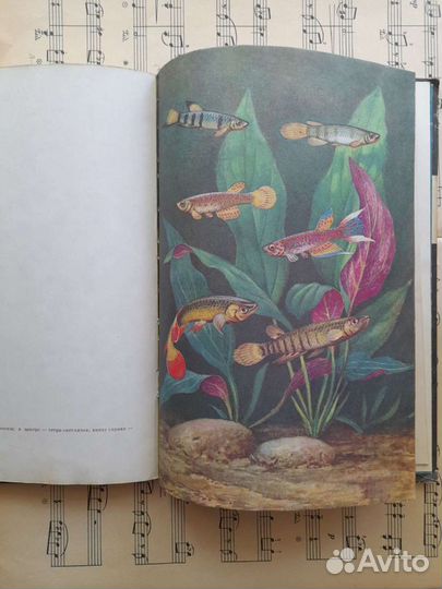 Книги. Иллюстрации. Ботаника. Собаководство