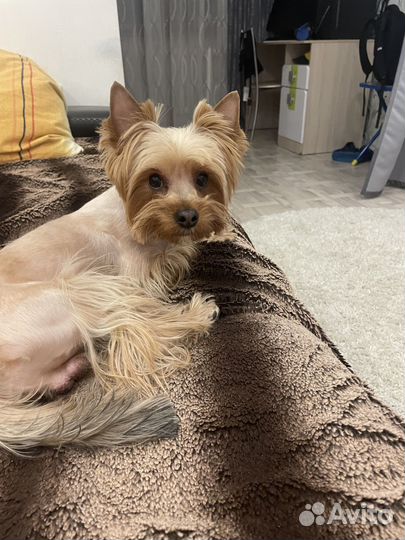 Вязка собак йорк