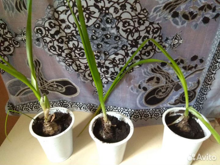 Индийский лук