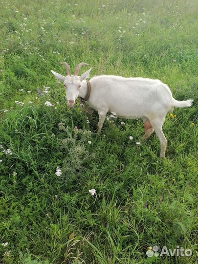 Коза дойная