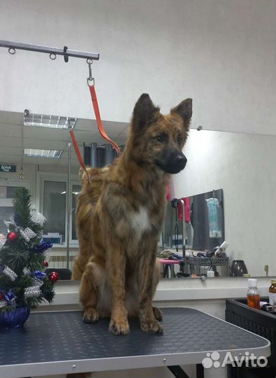 Экспресс линька собак и кошек