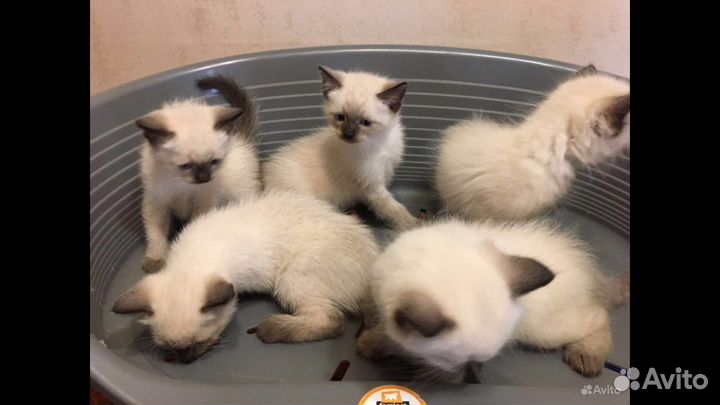 Тайские котята