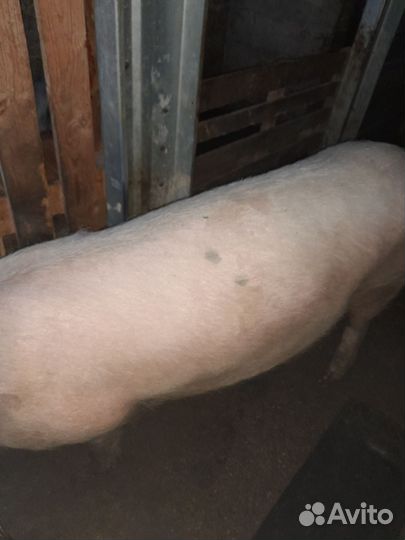 Бык и телки