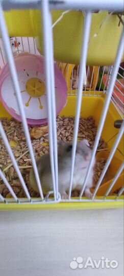 Хомяк джунгарик с клеткой