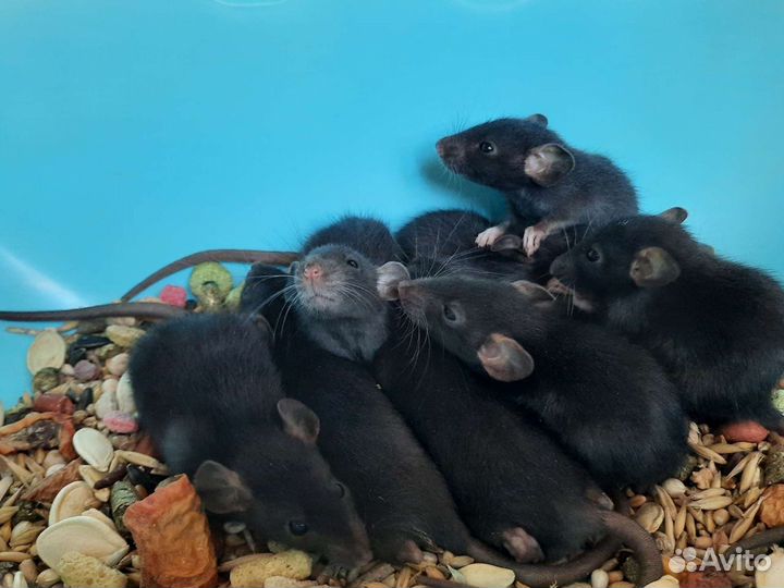 Крысы Дамбо. Крысята норковые из питомника