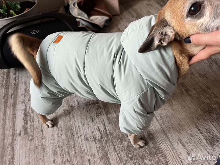 Одежда для собак