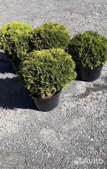 Туя Даника оптом и в розницу