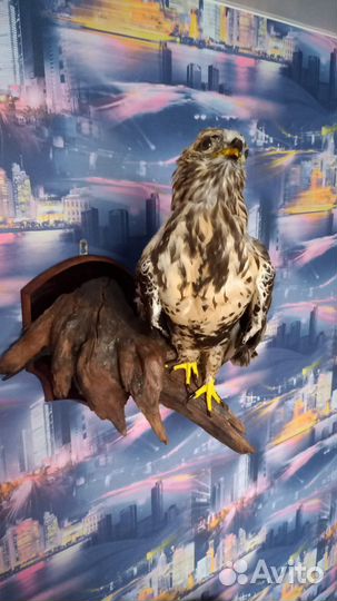 Продам новые чучела птиц