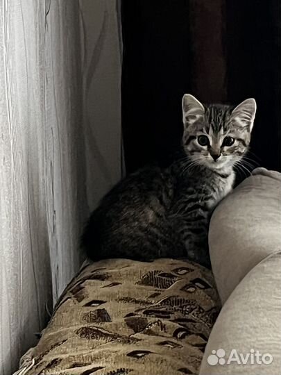 Отдам котенка в добрые руки