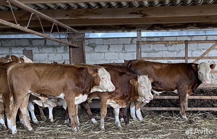 Продаются бычки