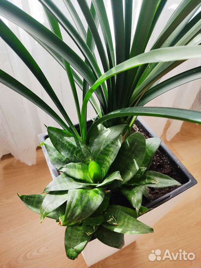 Кливия оранжевые цветы